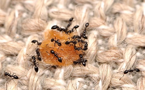 Grupo de hormigas obreras aprovechando un residuo doméstico