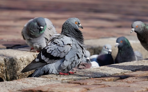 Â¿Se pueden usar biocidas para combatir las plagas de palomas y otras aves?