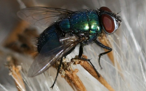 Importancia de los insectos necrÃ³fagos y su utilidad en entomologÃ­a forense