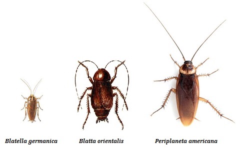 Especies de cucarachas plaga en EspaÃ±a