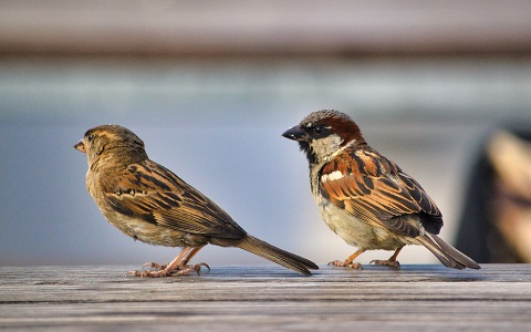Un estudio demuestra que las aves no invadieron las ciudades durante el confinamiento
