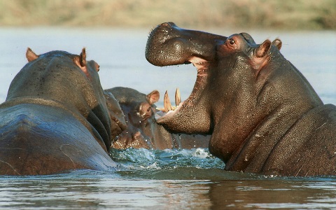 La plaga de hipopótamos en Colombia.