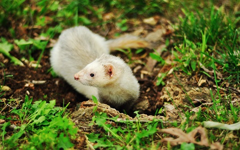 Hurones para eliminar plagas de ratas en Bélgica