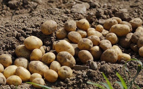 El cultivo de patata amenazado por la polilla guatemalteca en el norte de EspaÃ±a