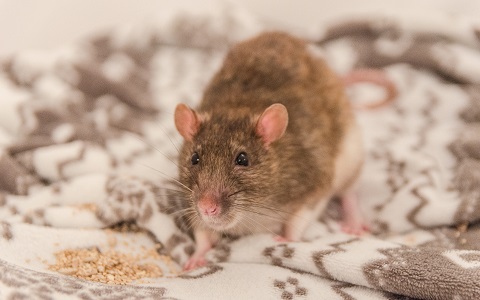 Ratas domÃ©sticas, criadas como mascotas, origen de un brote de hantavirus en EEUU.