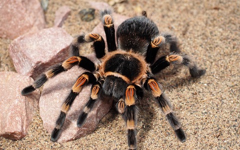 Filias y fobias hacia los insectos y otros artrópodos como las arañas
