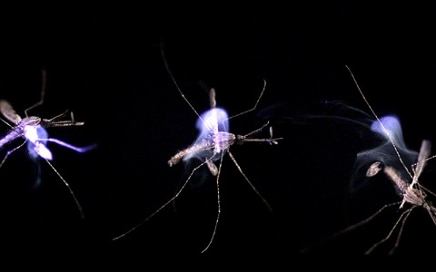 Efectos del sistema lÃ¡ser de defensa antimosquitos