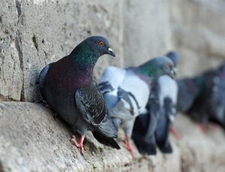 Control de aves y eliminar palomas